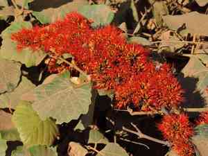 Flame keeper(Combretum paniculatum)