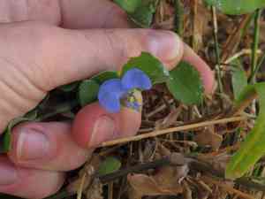 Wandering Jew(Commelina benghalensis)