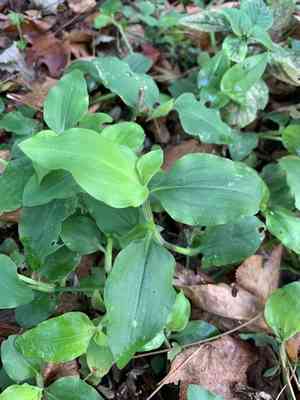 Wandering Jew(Commelina benghalensis)