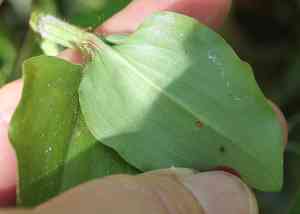 Wandering Jew(Commelina benghalensis)