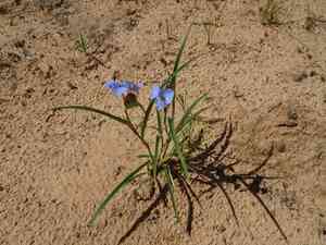 Birdbill dayflower(Commelina dianthifolia)