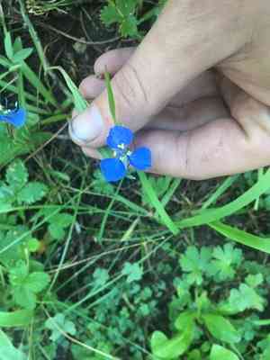 Birdbill dayflower(Commelina dianthifolia)