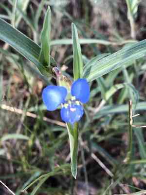Birdbill dayflower(Commelina dianthifolia)