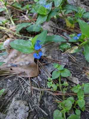 Climbing dayflower(Commelina diffusa)