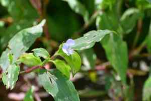 Climbing dayflower(Commelina diffusa)
