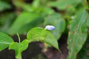 Climbing dayflower(Commelina diffusa)