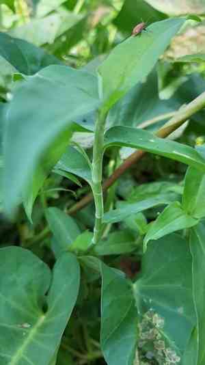 Climbing dayflower(Commelina diffusa)