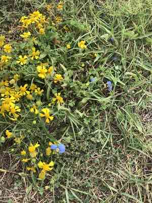 White mouth dayflower(Commelina erecta)