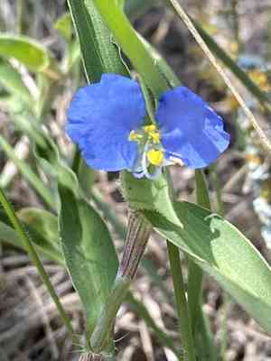 White mouth dayflower(Commelina erecta)