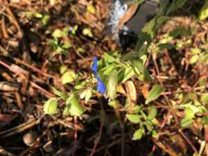 White mouth dayflower(Commelina erecta)