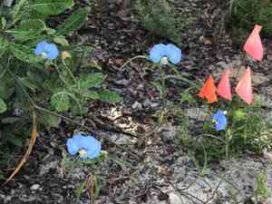 White mouth dayflower(Commelina erecta)