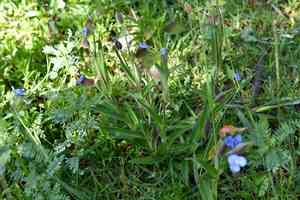 Commelina(Commelina tuberosa)