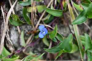 Commelina(Commelina tuberosa)