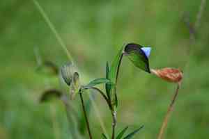 Commelina(Commelina tuberosa)