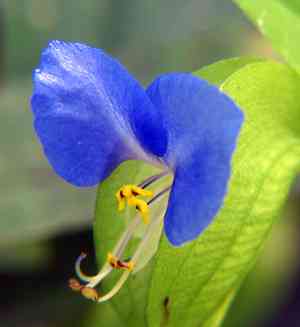 Dayflowers (Commelina)(Commelina)