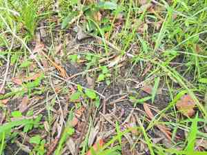 Brown kurrajong(Commersonia bartramia)