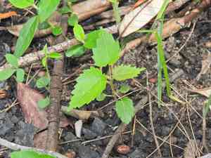 Brown kurrajong(Commersonia bartramia)