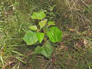 Brown kurrajong(Commersonia bartramia)