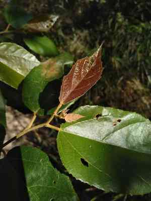 Brown kurrajong(Commersonia bartramia)