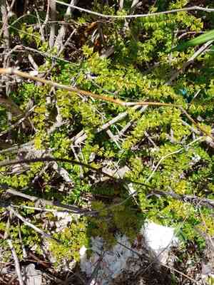 Poison ash(Comocladia dodonaea)