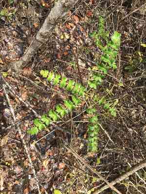 Poison ash(Comocladia dodonaea)