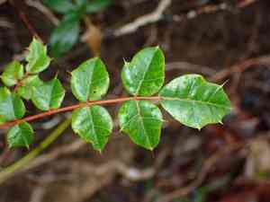 Poison ash(Comocladia dodonaea)