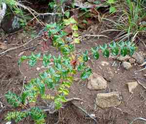 Poison ash(Comocladia dodonaea)