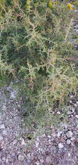 Green snakewood(Condalia viridis)