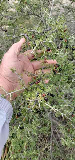 Green snakewood(Condalia viridis)