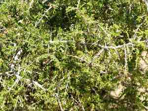 Green snakewood(Condalia viridis)