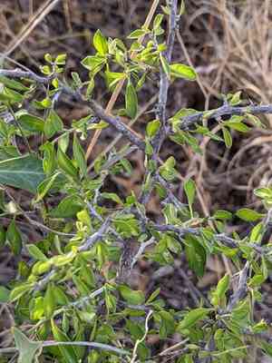 Green snakewood(Condalia viridis)
