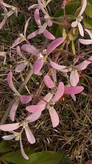 Lluvia de orquideas(Congea tomentosa)