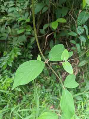 Lluvia de orquideas(Congea tomentosa)