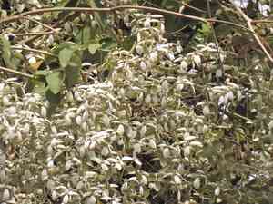 Lluvia de orquideas(Congea tomentosa)