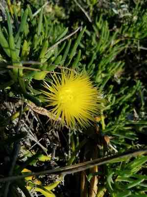 Narrow-leaved ice plant(Conicosia pugioniformis)