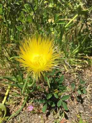Narrow-leaved ice plant(Conicosia pugioniformis)