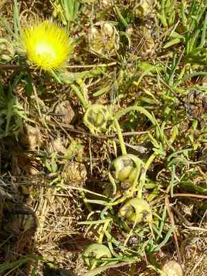 Narrow-leaved ice plant(Conicosia pugioniformis)