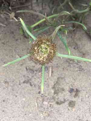 Narrow-leaved ice plant(Conicosia pugioniformis)