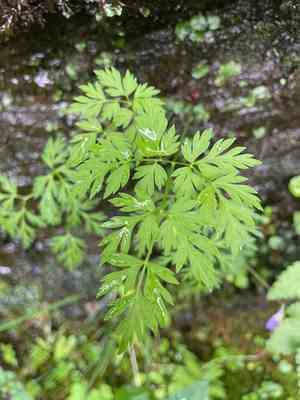 Eastern hemlockparsley(Conioselinum chinense)