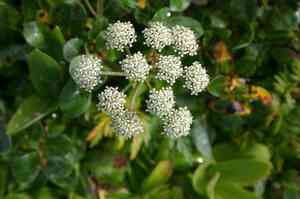 Eastern hemlockparsley(Conioselinum chinense)