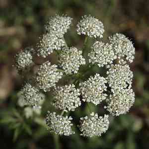 Rocky mountain hemlockparsley(Conioselinum scopulorum)