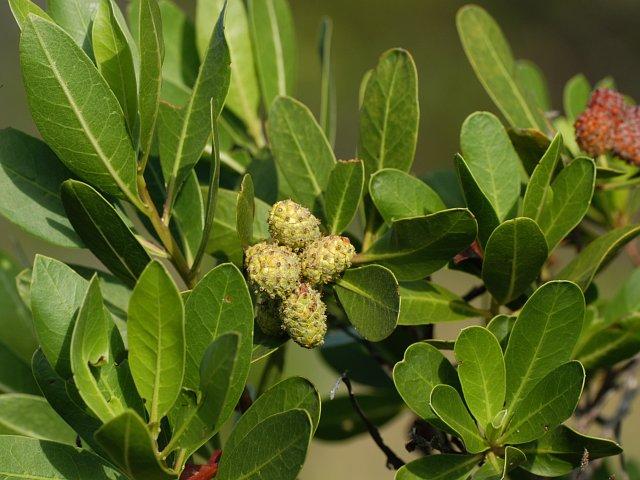 Mangrove (Conocarpus) (Conocarpus) Care Guide: Pests, Diseases ...