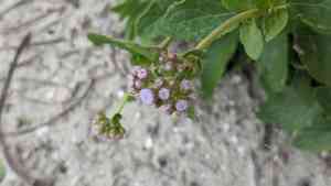 Betonyleaf thoroughwort(Conoclinium betonicifolium)