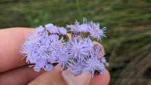 Betonyleaf thoroughwort(Conoclinium betonicifolium)
