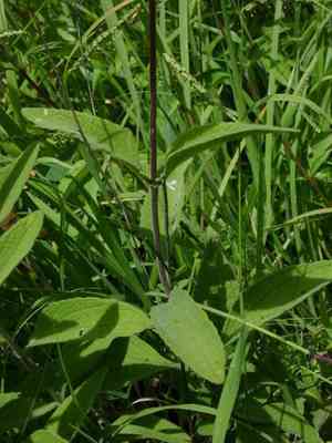 Betonyleaf thoroughwort(Conoclinium betonicifolium)