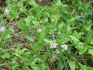 Betonyleaf thoroughwort(Conoclinium betonicifolium)