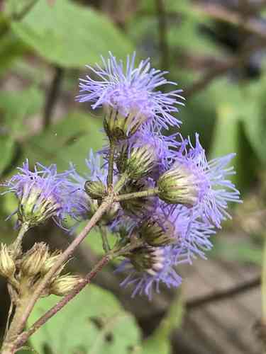 Blue mistflower(Conoclinium coelestinum)