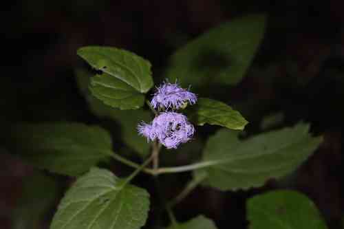 Blue mistflower(Conoclinium coelestinum)