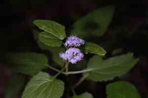 Blue mistflower(Conoclinium coelestinum)