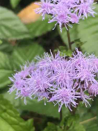 Blue mistflower(Conoclinium coelestinum)